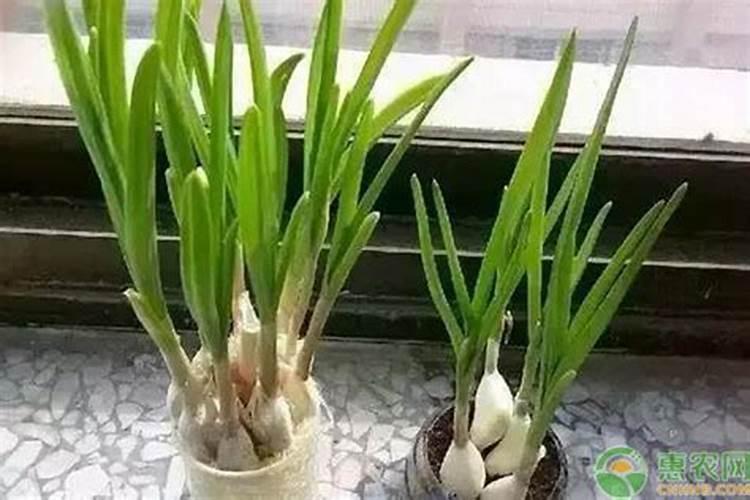 大蒜苗期用什么叶面肥
