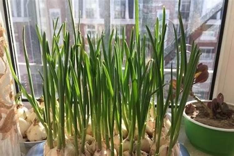 蒜苗用什么肥料最好