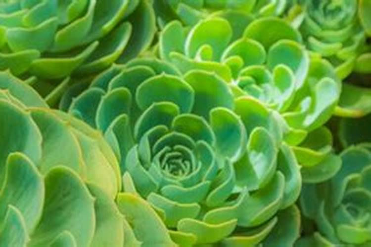 香灰可不可以作为肥料放入花盆中呢