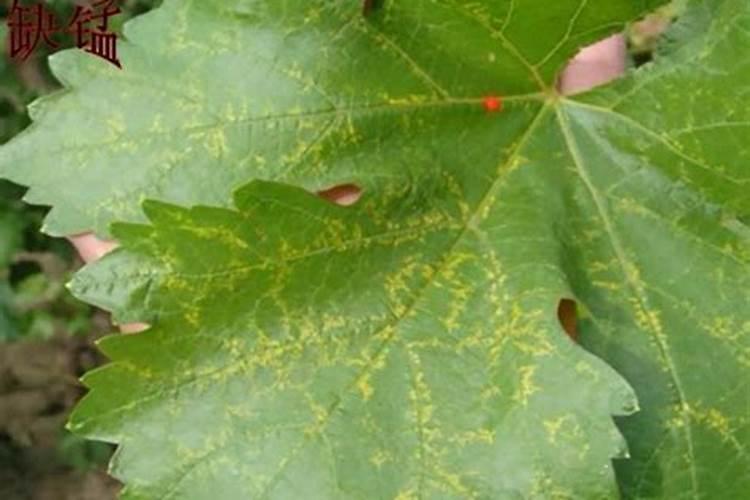 叶片发黄缺什么化肥化学 烧苗怎么补救