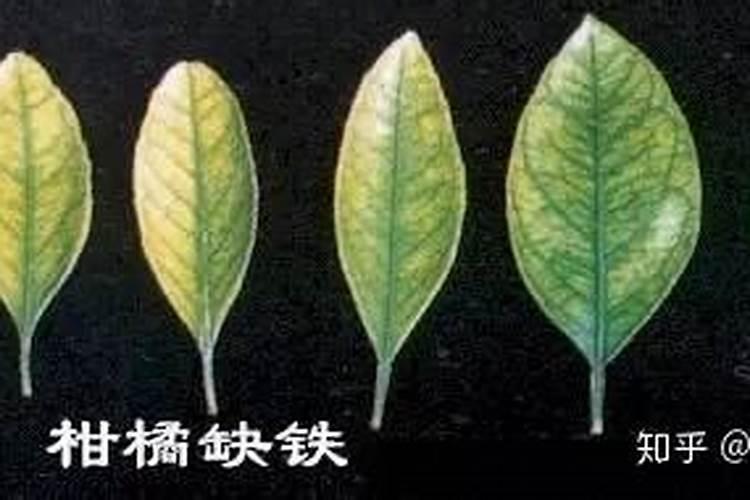 叶子发黄缺什么肥料