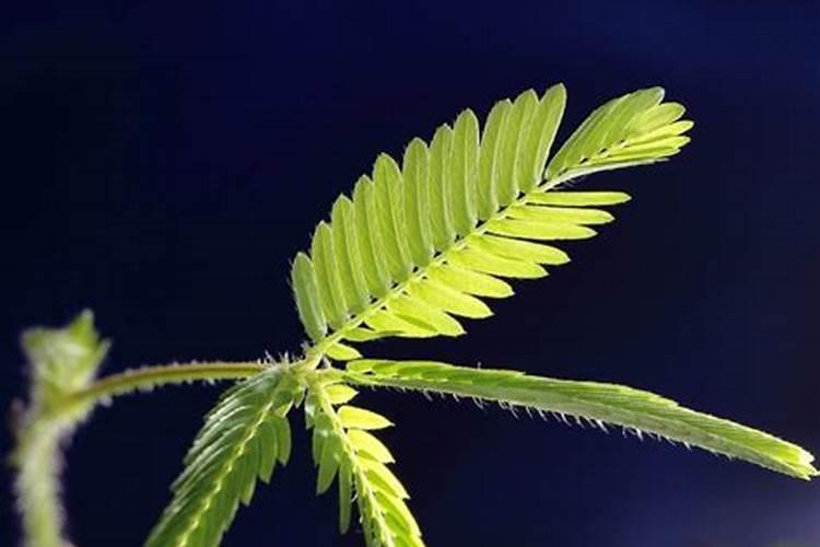 草花一平方地撒几克二氨