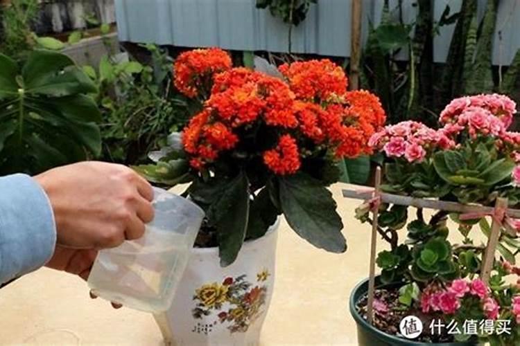 兰草花施什么肥料