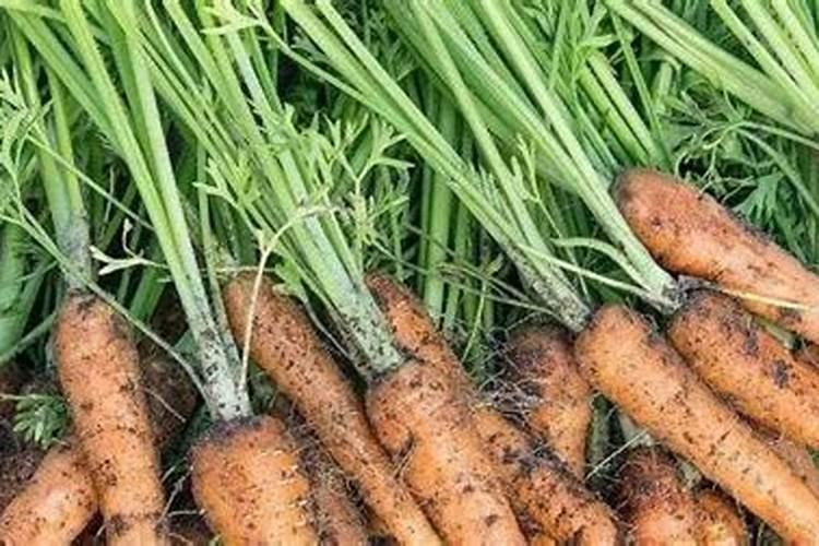 胡萝卜幼苗叶子卷叶死掉是什么病？