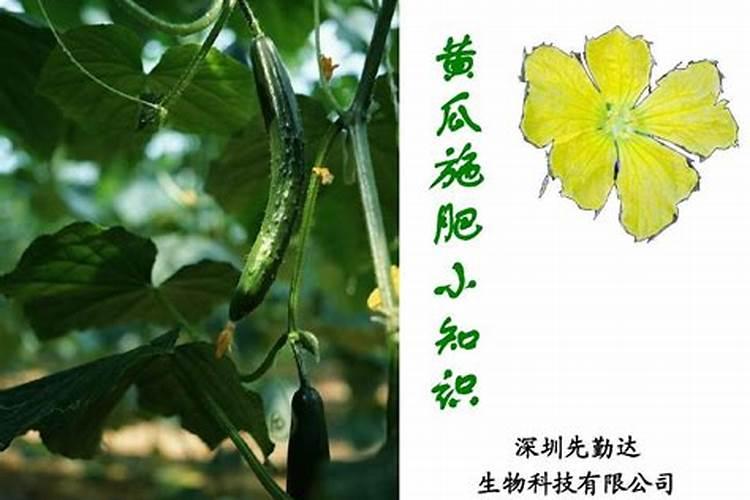 黄瓜短是缺什么肥