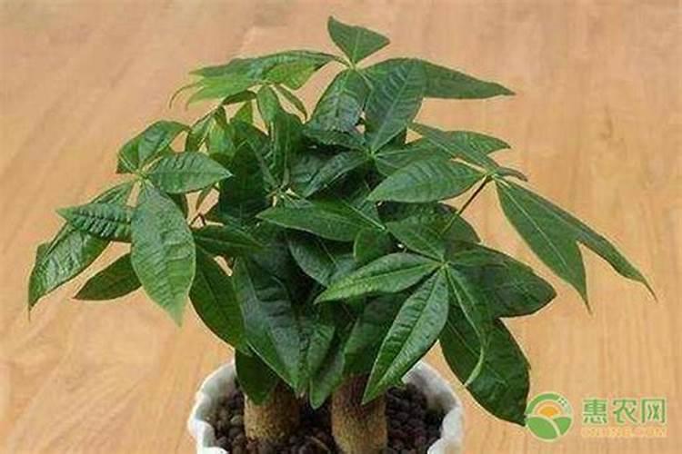 阿维乙螨唑对红蜘蛛怎么样