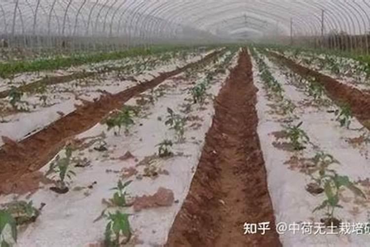 大棚豆角秧子好,开花不结豆角