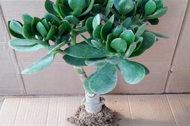 玉树“施肥”小窍门有哪些？