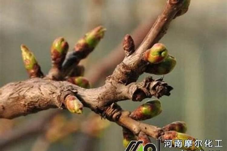 樱桃打什么叶面肥长的快？樱桃什么肥可以果实膨大？