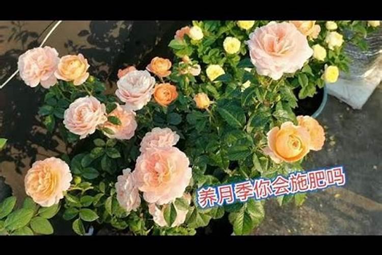 磷肥在什么时候施肥最好？月季什么时候施磷肥