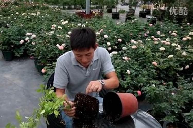 爬墙月季花种植方法