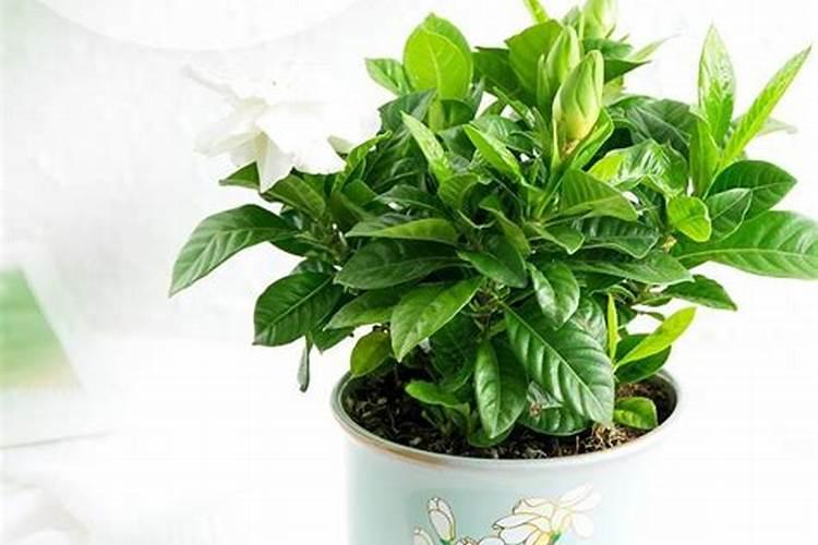 尿素可以用来给栀子花施肥吗 尿素能不能用来给栀子花施肥的呢