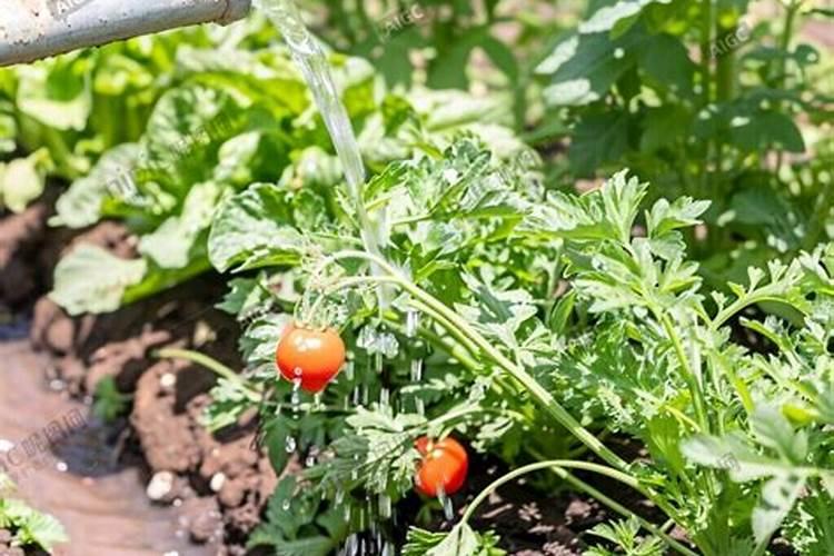 西红柿浇什么肥料最好