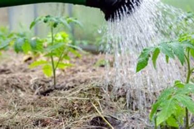 西红柿结果期水肥如何管理