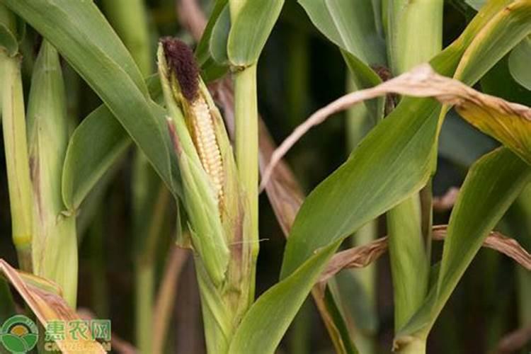 玉米秸杆的物理化学性质