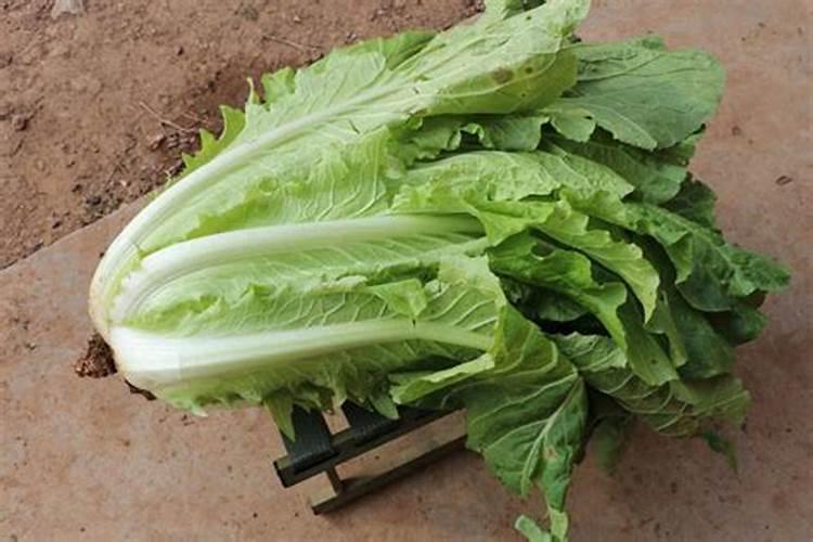 黄豆发酵后直接浇大白菜可以吗？