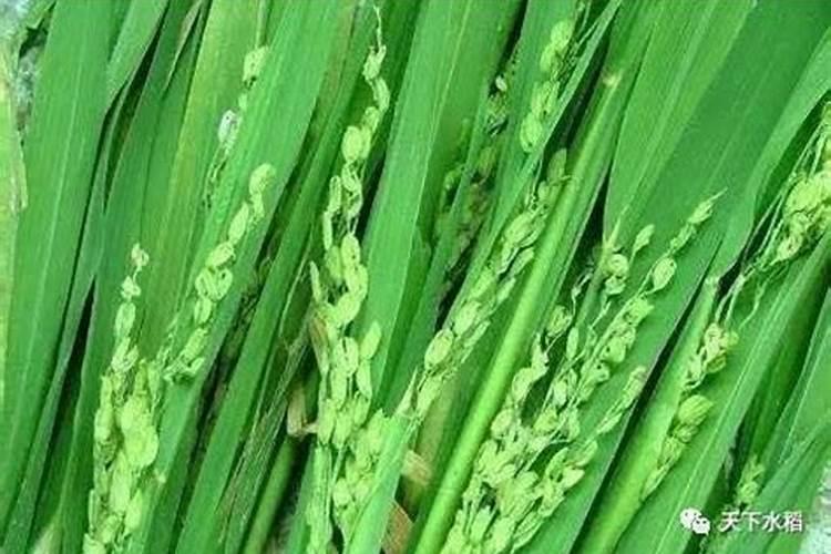 有机蔬菜都需要什么样的条件种植