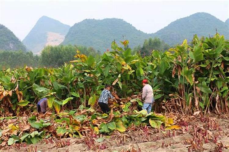 尿素和碳铵有什么区别？