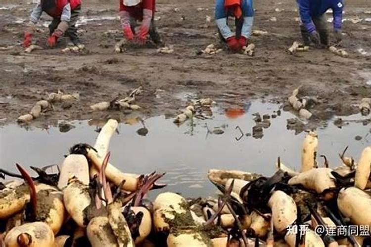 哪些属于磷钾肥