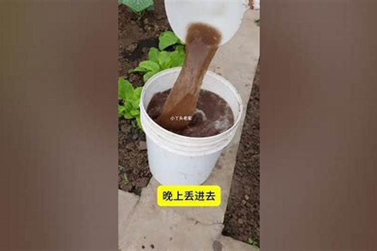 樱桃结果期冲施什么肥料好？樱桃膨果期用哪种水溶肥效果好？