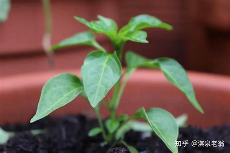 辣椒树用什么肥料最好
