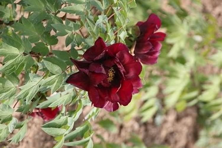 牡丹怎么施肥 牡丹如何施肥