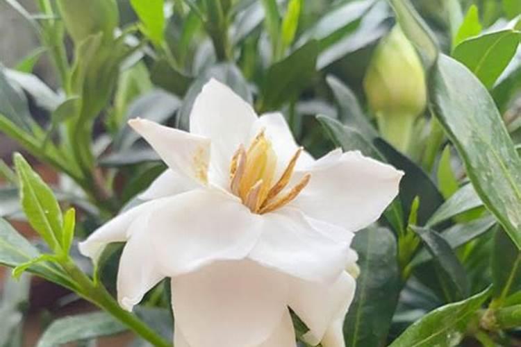 小叶栀子叶片发黄怎么办