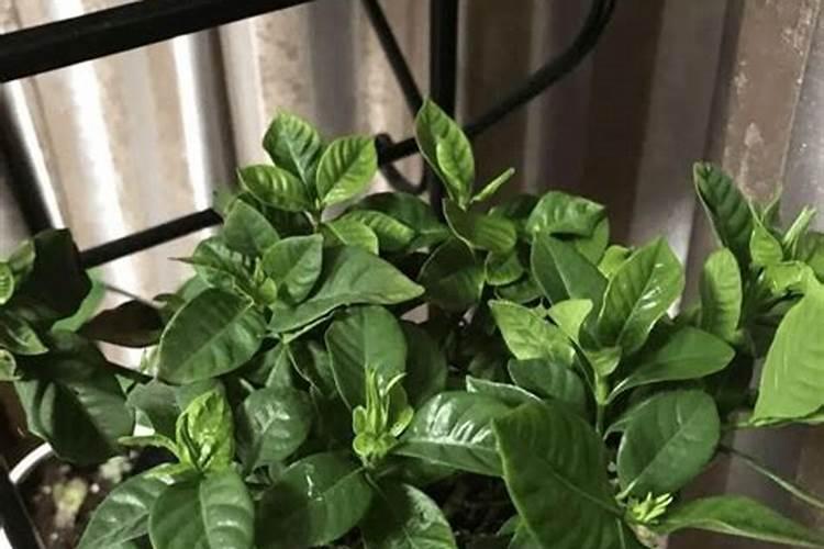 小叶栀子花黄叶怎么办？