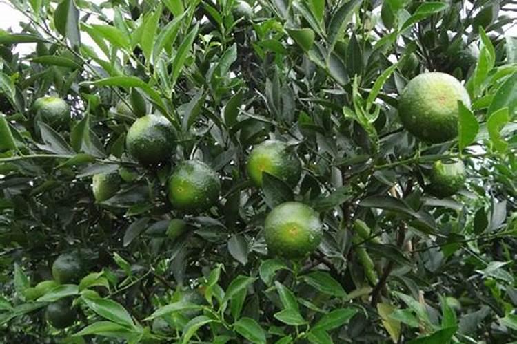 新会柑全年施肥方法 新会柑全年施肥方法有哪些