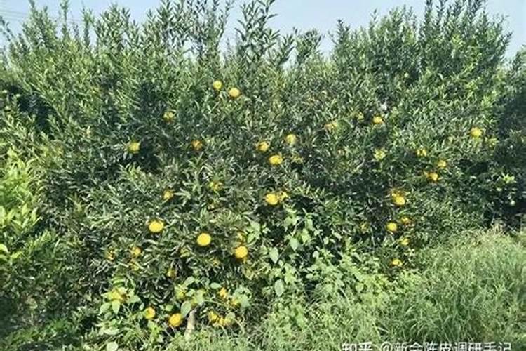 从1月至12月新会柑树管理技术流程要点