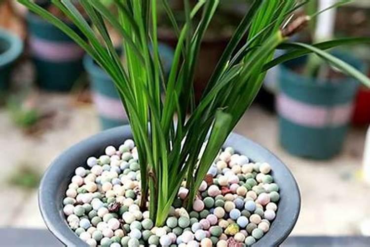 兰花什么时候施氮磷钾？