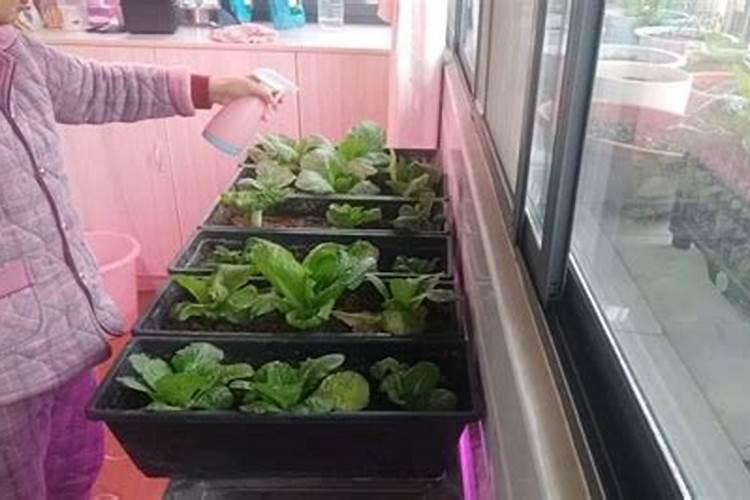 入伏种什么菜蔬菜最合适