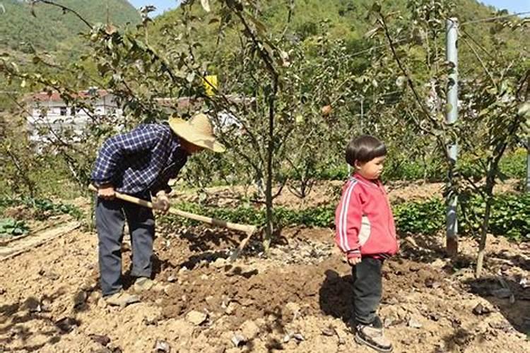 5年生梨园打孔施肥好还是开沟施肥好