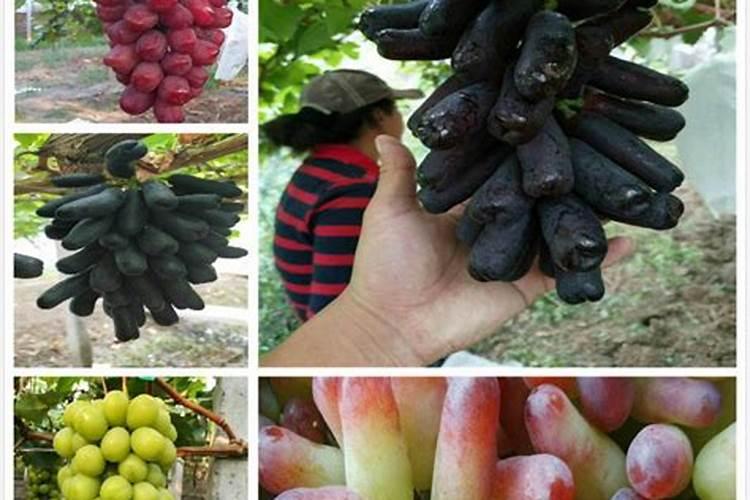 扦插葡萄苗多久施肥