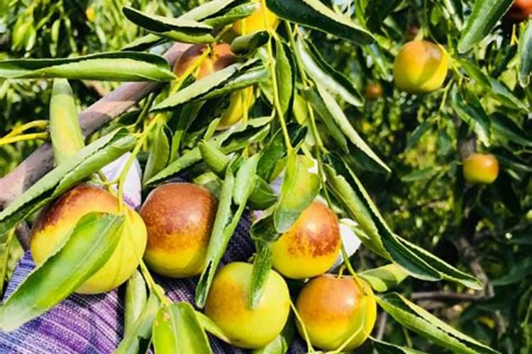 叶面肥能与杀菌剂混用吗