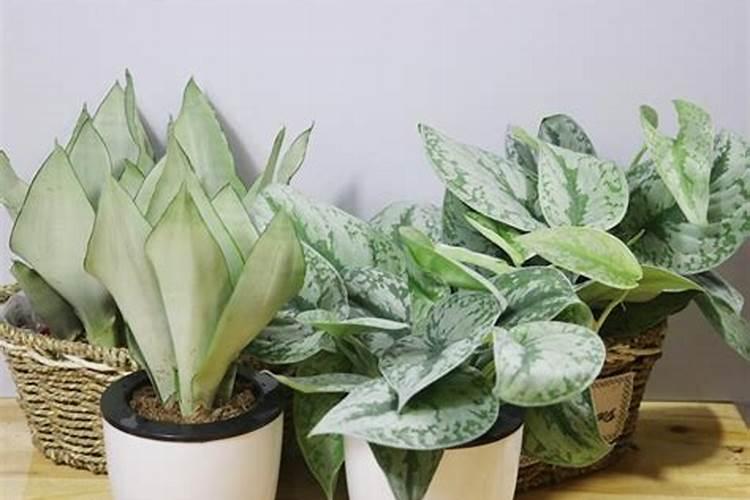 白玉虎皮兰能长多高