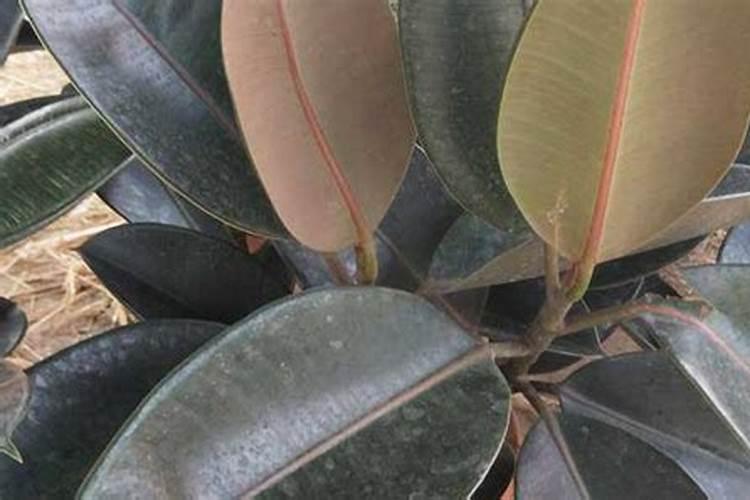 怎样在外观区分氮、磷、钾肥？？？