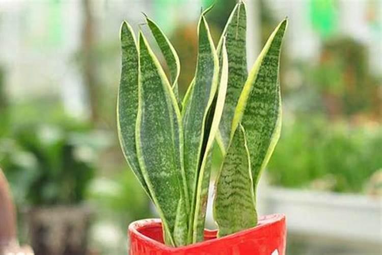 白玉虎皮兰怎么养护才越来越白