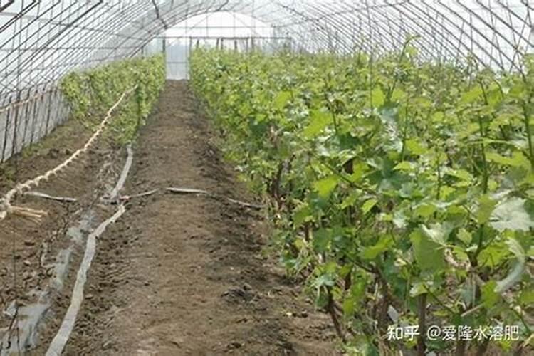 葡萄菜摘完怎样管理 摘完后葡萄树如何维护