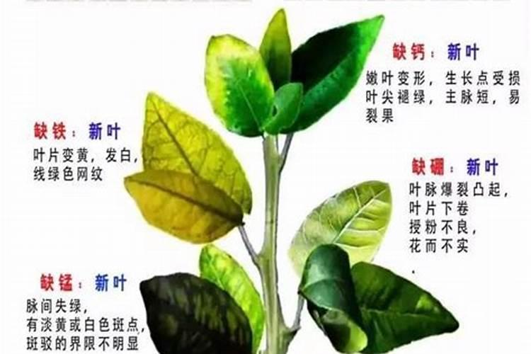 果树缺肥的表现