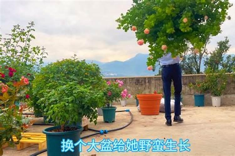 广东养月季经验分享