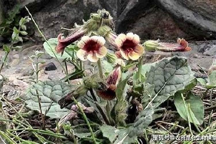 施肥伤根是怎么发生的？叶面肥能代替追肥吗