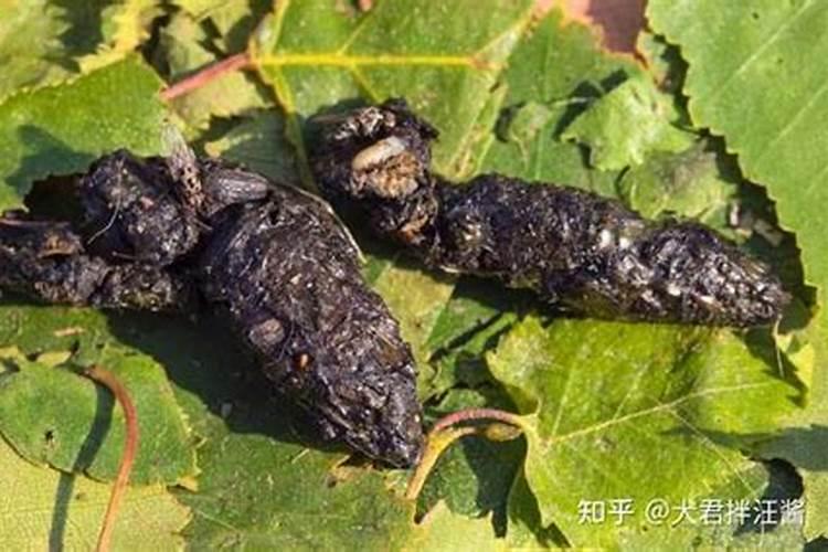 羊粪属于氮肥还是磷肥