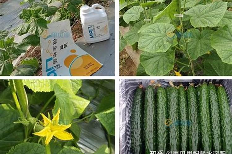 种植黄瓜用什么肥料？怎样可以让黄瓜变得更脆甜？