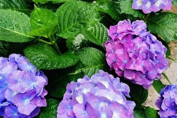 绣球花如何养护