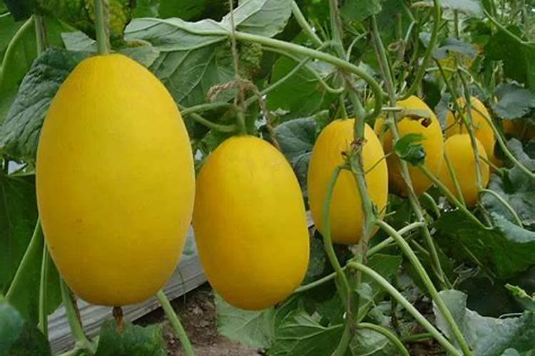 大棚甜瓜水肥管理技术(夏季甜瓜高产栽培与施肥方法)