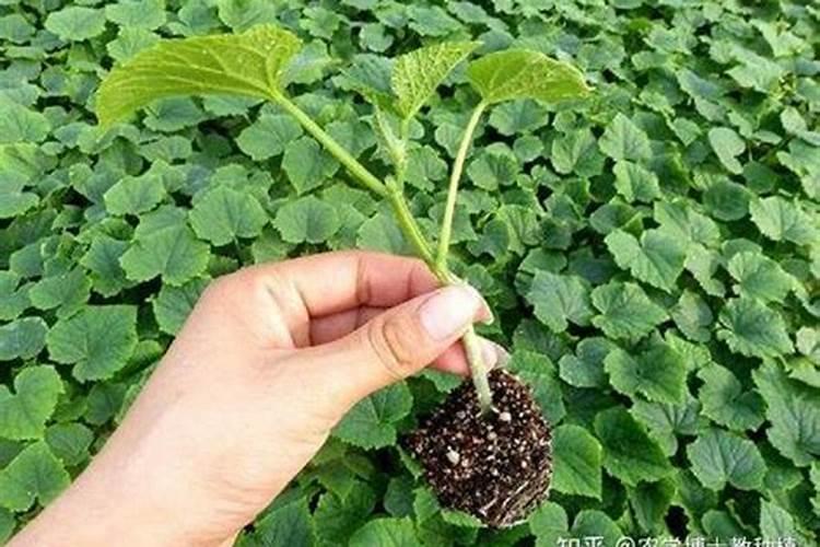 硝酸钾跟硫酸钾哪个好