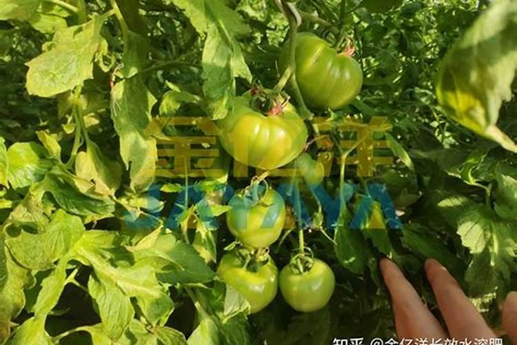 刚移栽的小番茄苗能浇鱼蛋白吗