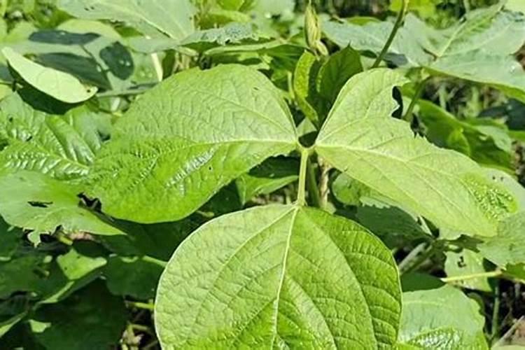 炒熟的黄豆可以做肥料吗