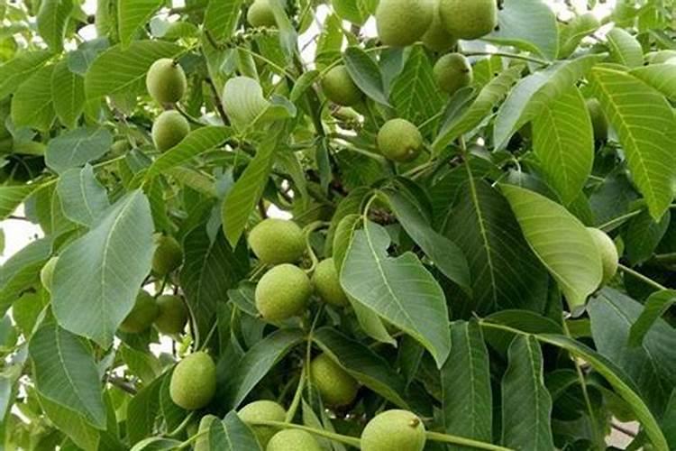 核桃树怎么管理